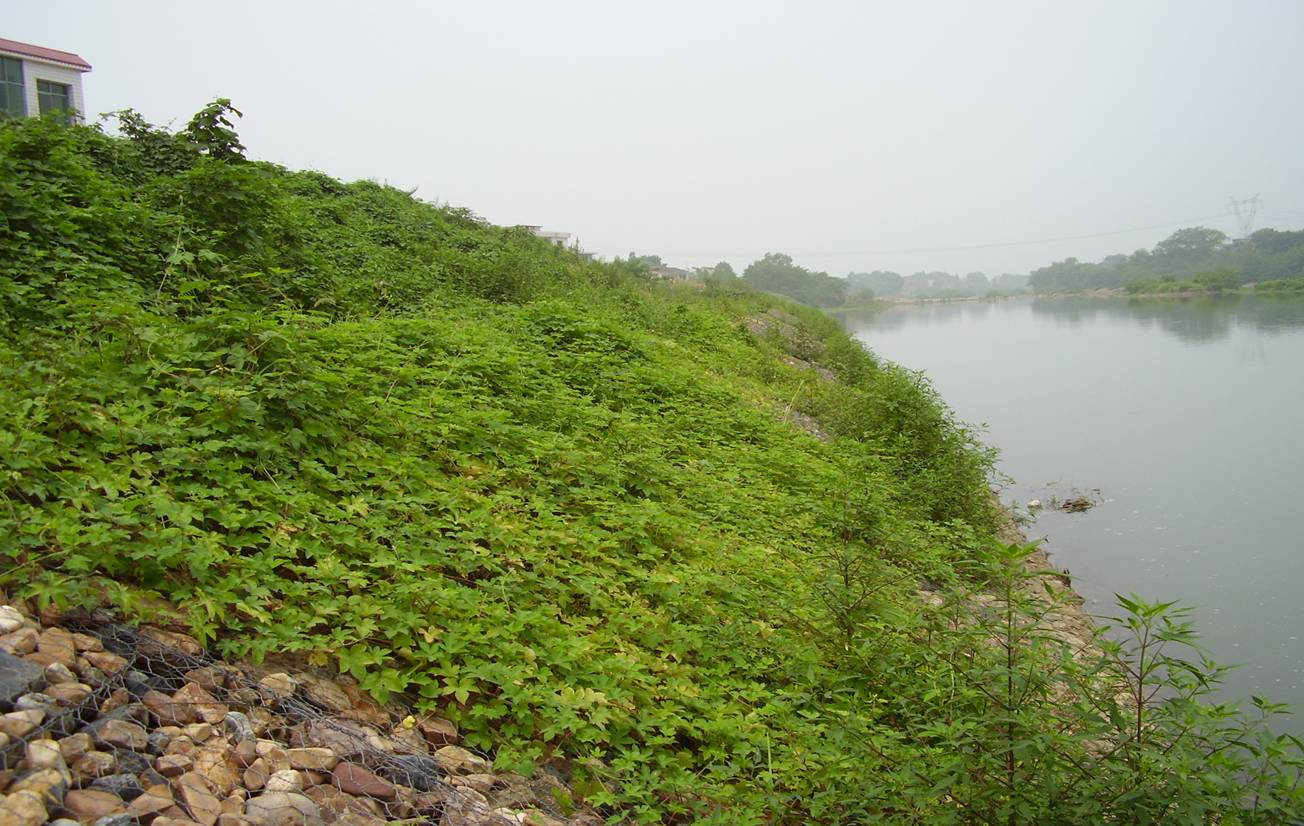 河道石籠網怎么防護？